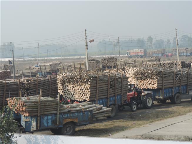 Yamunanagar: Plywood factories, timber markets to remain closed due to Kanwar Yatra