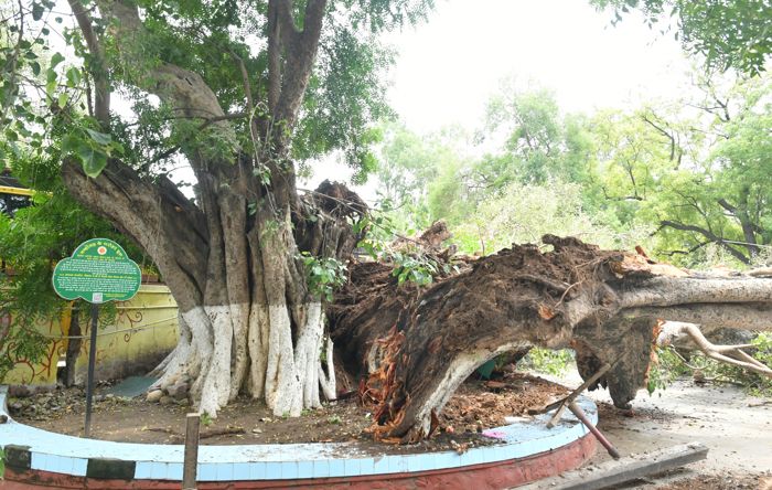 5 years ago, Chandigarh Administration had assured High Court of removing dead trees
