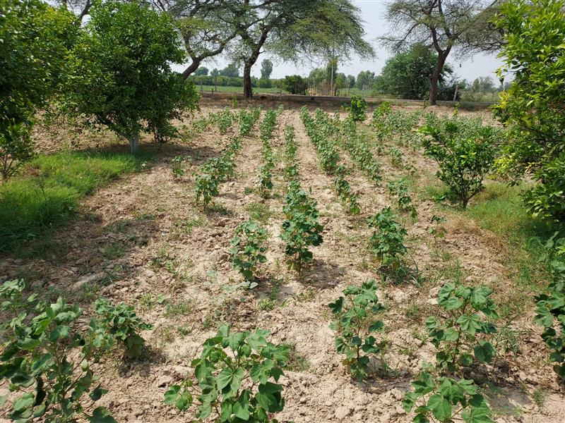 Muktsar: Expecting losses, kinnow farmers  switch to cotton, other crops