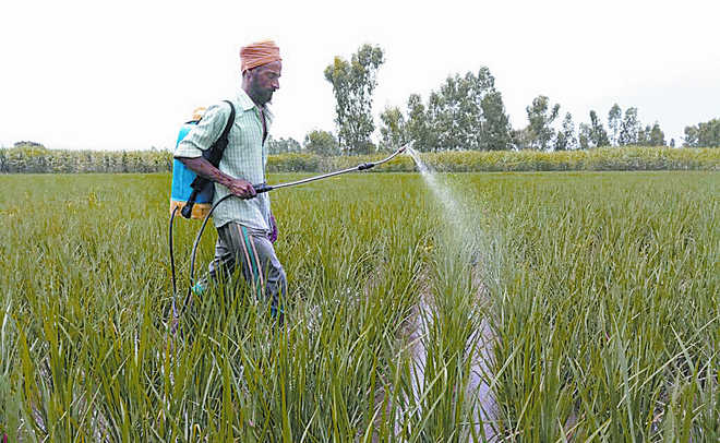 New pesticide residue norms may hit basmati exports; Punjab farmers worried