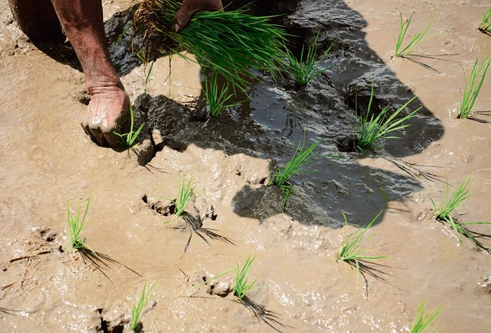 Paddy-sowing season: Focus on saving water