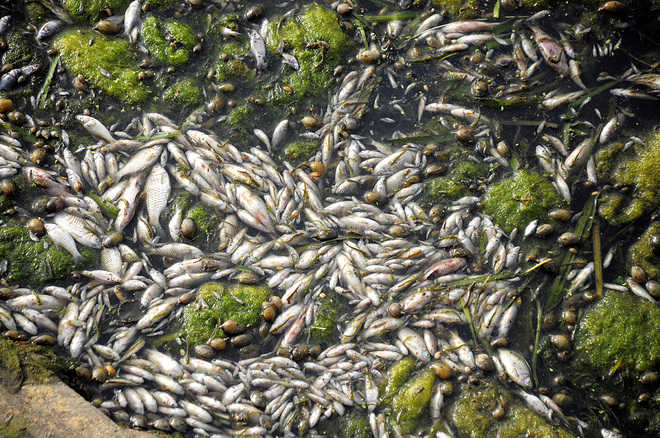 Hundreds of fish found dead in Abohar pond