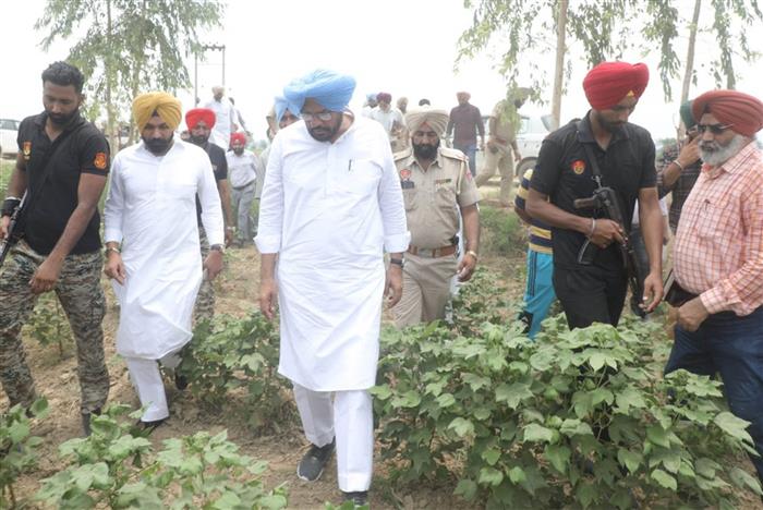 Punjab Agriculture Minister Kuldeep Singh Dhaliwal inspects pest-hit cotton fields in Bathinda