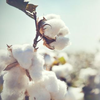Whitefly attack: Muktsar cotton farmers plough fields