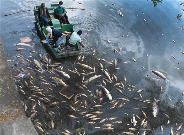 Large number of dead fish found near regulatory end of Chandigarh’s Sukhna Lake