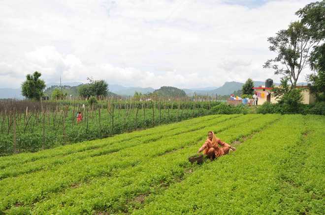 Efforts to promote farming in Himachal Pradesh
