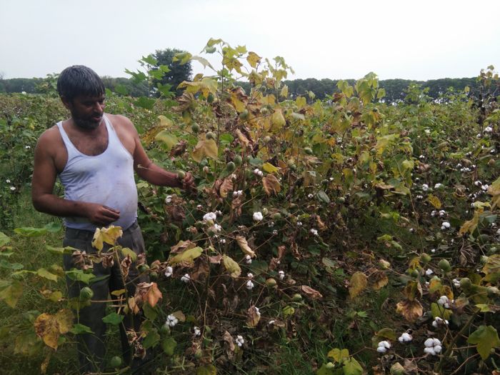 Cotton farmers faced losses in last kharif season, suggests HAU report