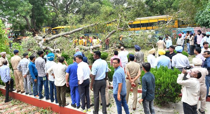 Panel to inspect trees in schools, educational institutions