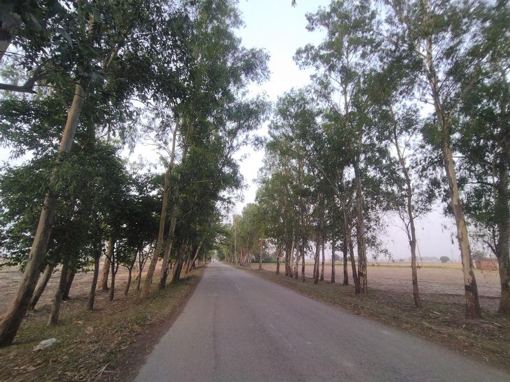 Punjab records loss of 456 sq km tree cover in just two years