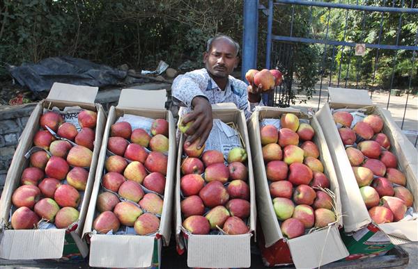 Input cost rising, apple growers to meet Union minister on July 25