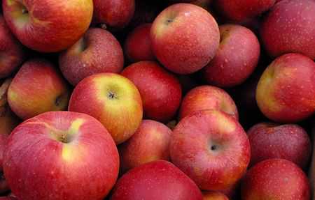 Assurance to Himachal apple growers on GST issue