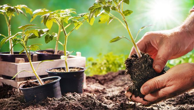 Now, Punjab Forest Dept to procure saplings from govt nurseries