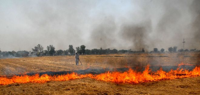Rs 2,500/acre incentive for not burning paddy straw
