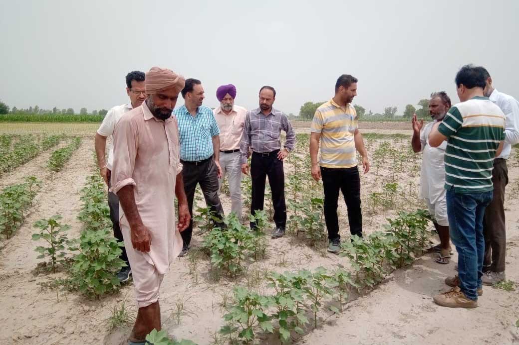 Whitefly 'attack' in Bathinda, PAU experts visit farms to assess loss