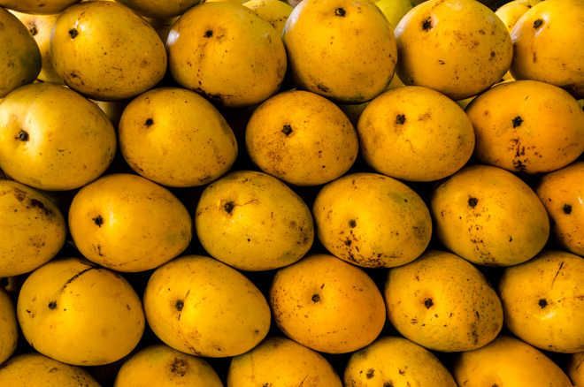3-day mango fair at Pinjore Garden from tomorrow