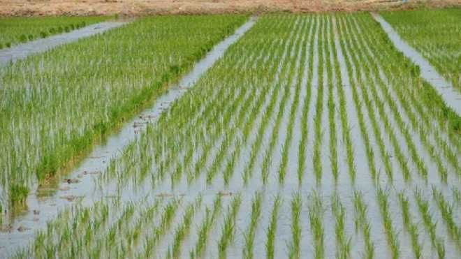 Rain boon for paddy farmers