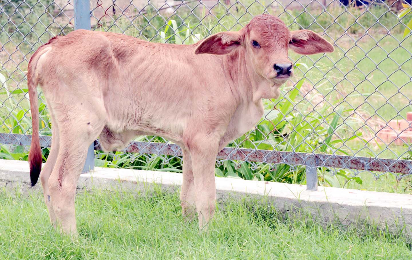 A first: Ludhiana Vet varsity produces IVF calf