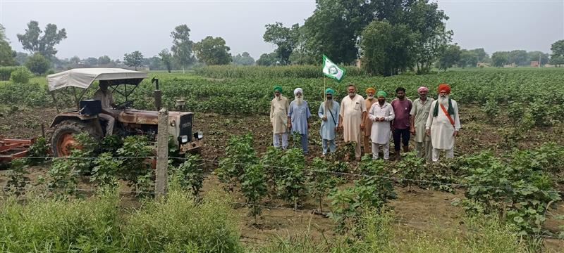 After pest attack, Malwa growers remove damaged crop
