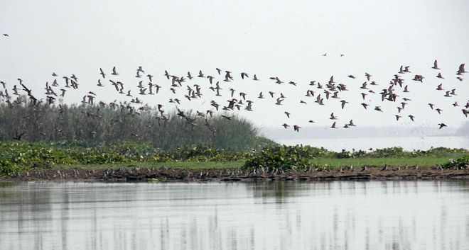 Dept to map 700 wetland sites for migratory birds
