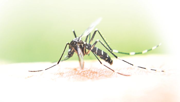 6 dengue cases in Parwanoo