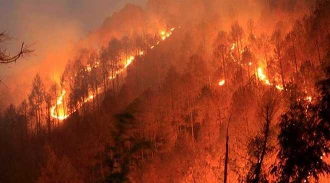 Significant rise in forest fires in Himachal: Central report