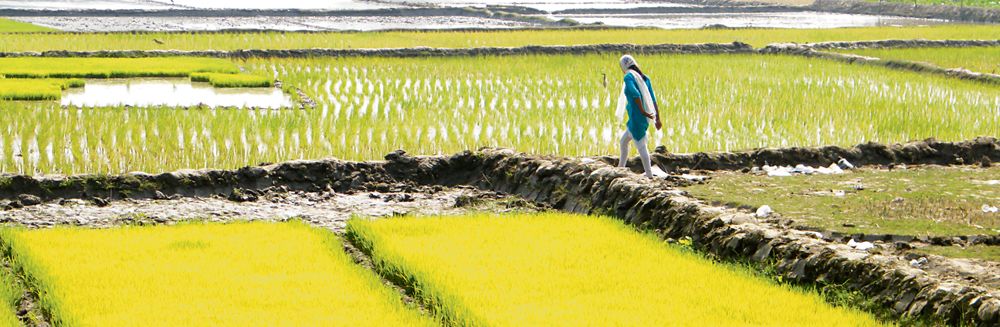 Paddy-sowing season: Short-term varieties in vogue