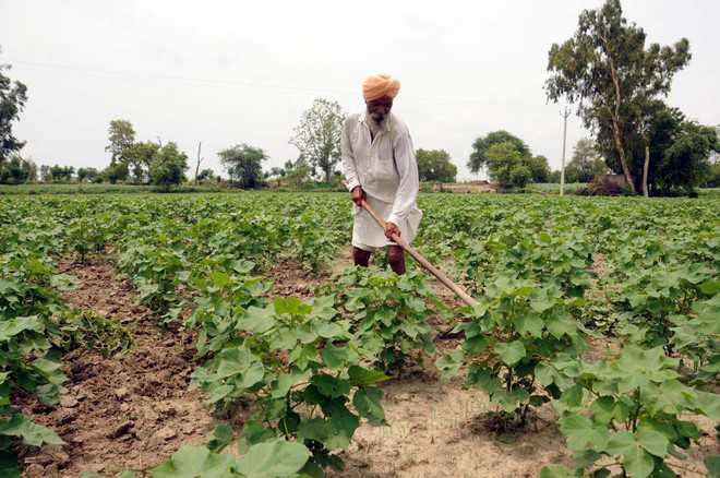 Natural farming has picked up in Himachal: Agriculture secretary