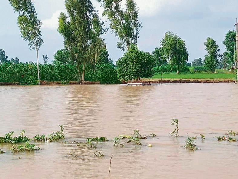 Sutlej in spate, crops damaged in Fazilka