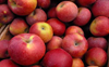 Increase import duty on apple, demands AAP
