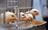 ‘Protect poultry from disease in monsoon’
