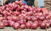 Sangrur to get Centre of Excellence for Onion