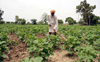 Natural farming has picked up: Agri Secy