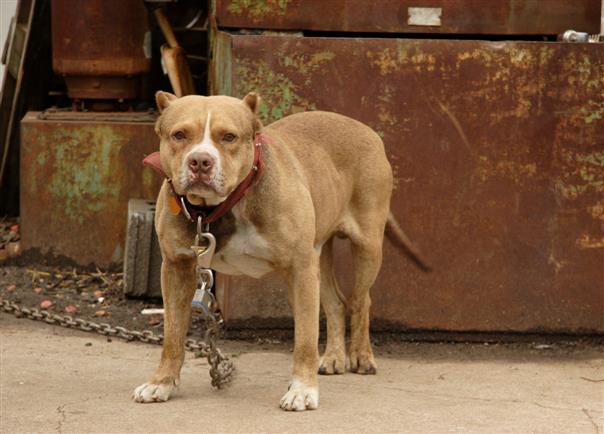PETA renews call for ban on foreign dog breeds after second pitbull attack