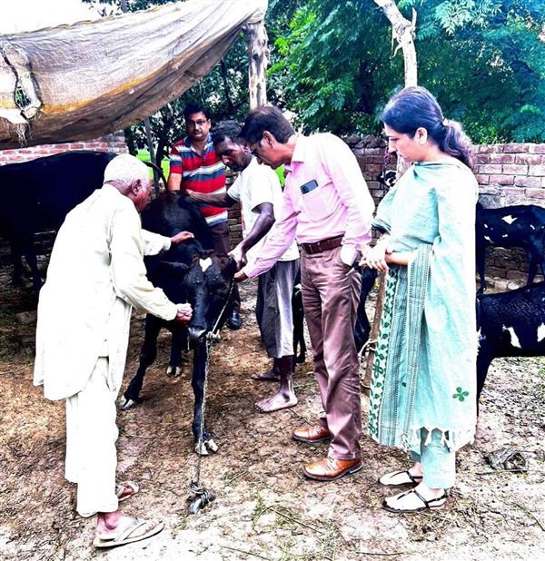 50 more cows die of lumpy skin disease in 24 hours in district