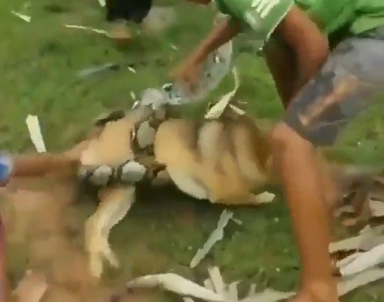 Watch: Children bravely confront giant python to liberate dog from its captivity