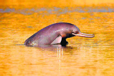 Indus dolphin added to  list of endangered species