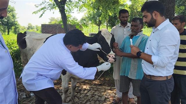 Lumpy skin disease: 61 cattle dead in border districts of J-K; officials say it is spreading from Pakistan