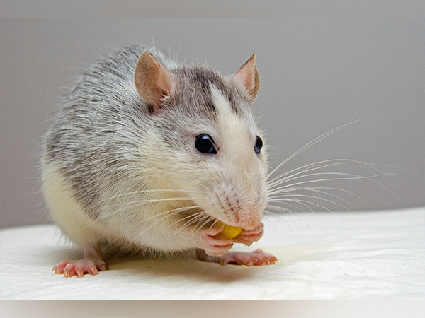 Seltener Krebs bei Mäusen gefunden: The Tribune India