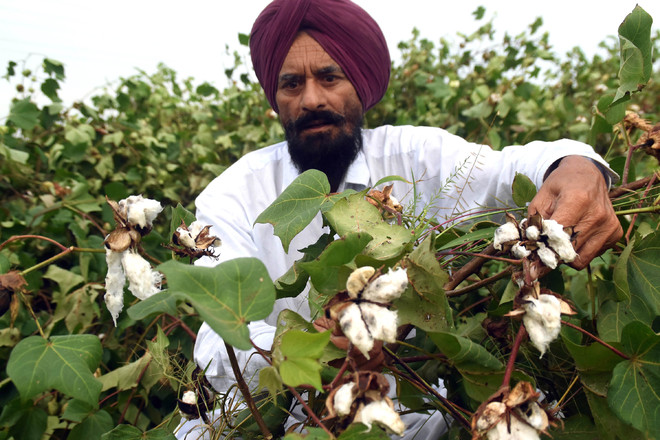 Assess cotton crop damaged by whitefly, pink bollworm infestation: Kirti Kisan Union to Punjab govt