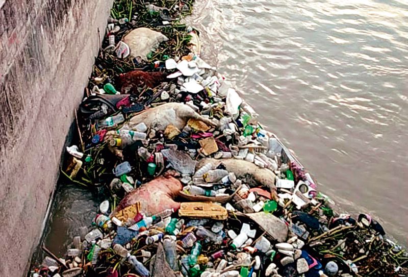 LSD spreading? 50 carcasses found in Rohtak canals