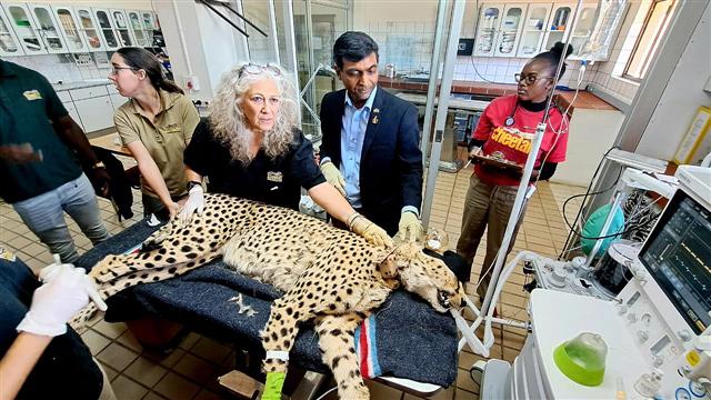 African Cheetahs get health checkups as MP’s Kuno National Park awaits their arrival