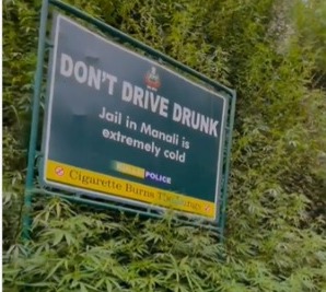 Bushes of marijuana plant grow around Kullu police sign board asking people to not drive drunk, netizens believe nature got options