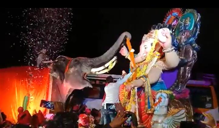 Watch: Elephant puts garland on Ganesha's idol during Ganpati procession