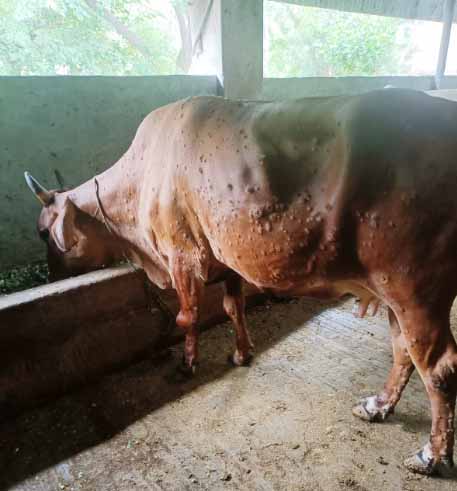 Punjab Govt claims 11,000 lumpy skin disease deaths, farmers put figure at over 1 lakh