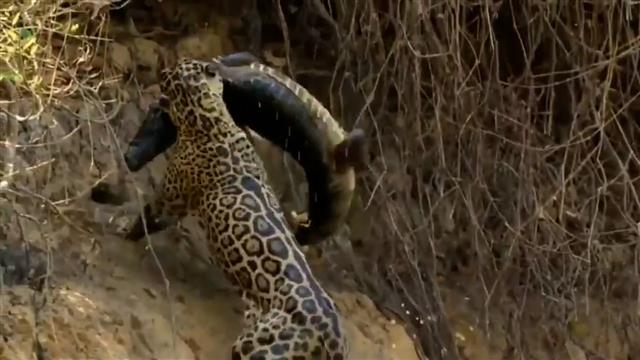 Watch: In for the kill, leopard attacks crocodile underwater, drags its body out of the river by its powerful jaws