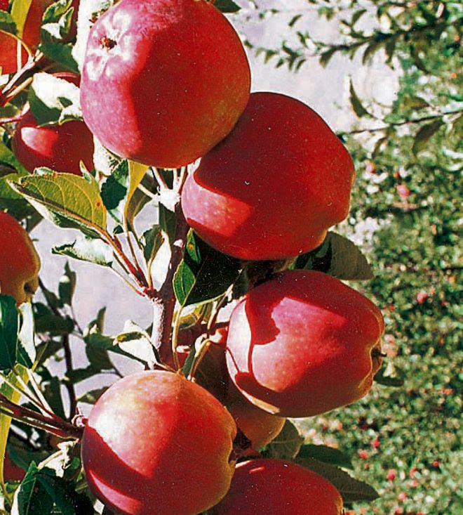 Himachal apple-growers to protest against Adani stores today