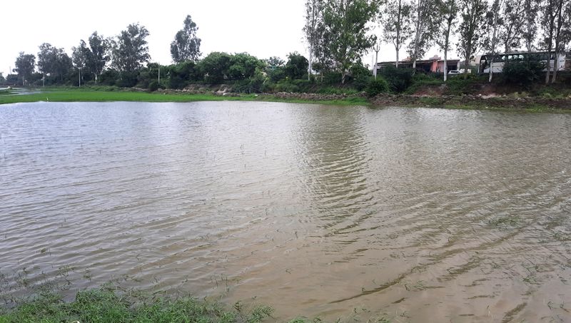 A first: Jhajjar farmers to grow ‘makhana’ in waterlogged fields