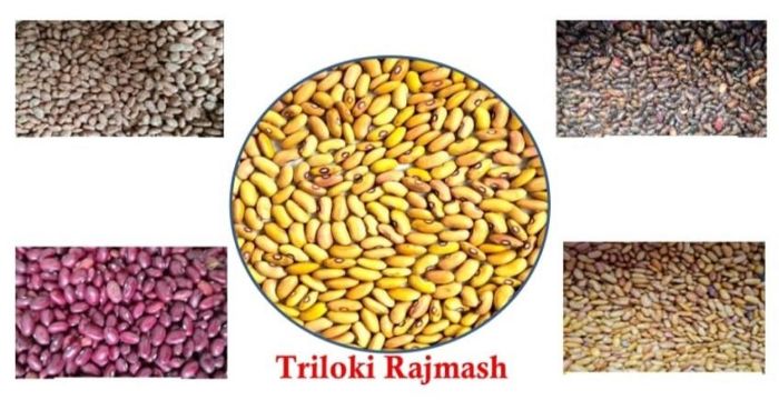 Himachal farm university identifies 368 varieties of rajmash in state