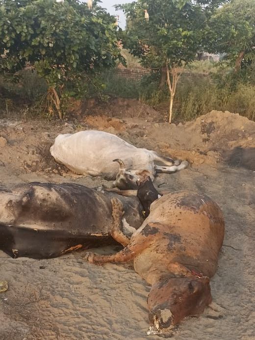 Muktsar residents fume as cattle carcasses not being lifted from roadsides