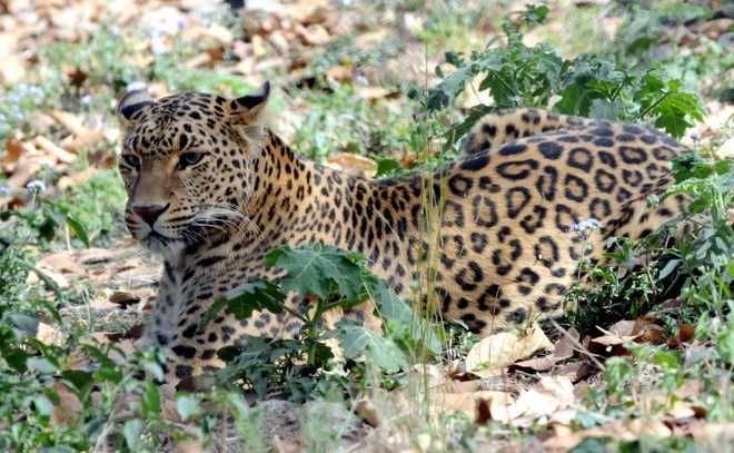 Dera Bassi: Trap laid to catch leopard spotted in Amlala village